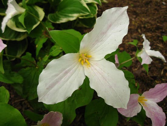 Wake Robin Birthroot Trillium - Flowers That Start With W