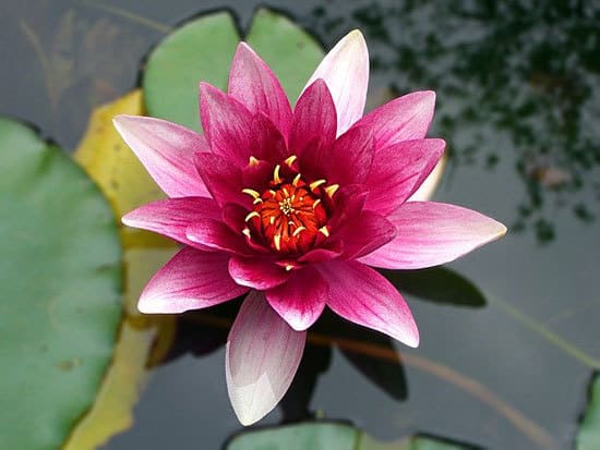 Water Lily Nymphaea - Flowers That Start With W