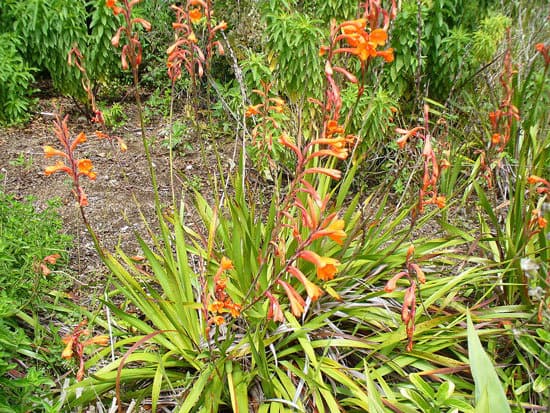 Watsonia Bugle Lily - Flowers That Start With W