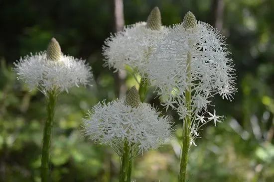 Xerophyllum Bear Grass Indian Basket Grass - Flowers that Start With X