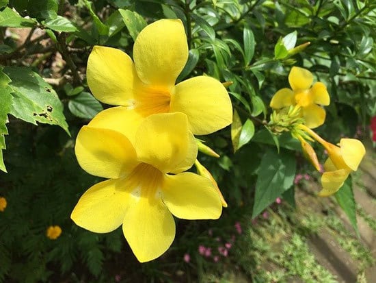Yellow Bell Golden Trumpet Allamanda Cathartica 1 Yellow Bell Golden Trumpet Allamanda Cathartica - flowers that start with Y