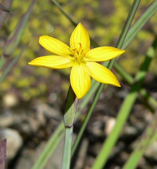Yellow Eyed Grass Sisyrinchium Californicum 1