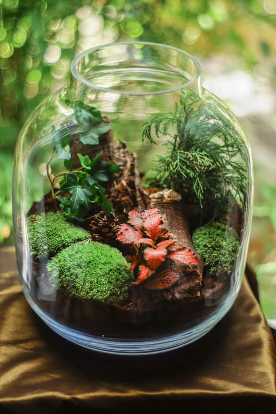 glass container for growing moss - How to Grow Moss Indoors