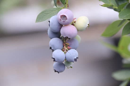 12 of the Climbing Fruit Plants Blueberries