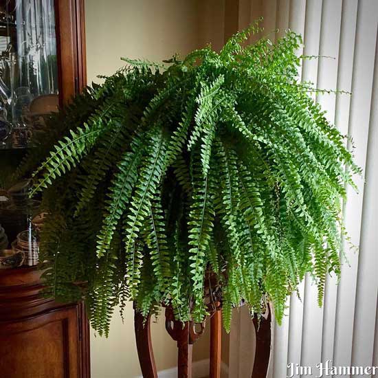 Amazing Indoor Hanging Plants Boston Fern Nephrolepis Exaltata