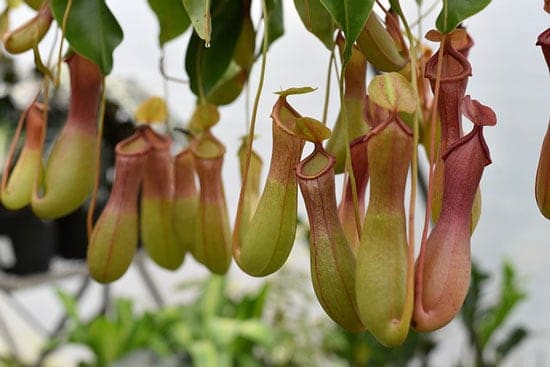 Amazing Indoor Hanging Plants Pitcher Plant Nepenthes
