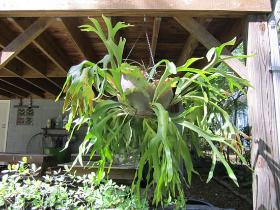 Amazing Indoor Hanging Plants Staghorn Fern Platycerium