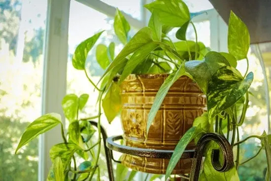 Amazing Indoor Hanging Plants