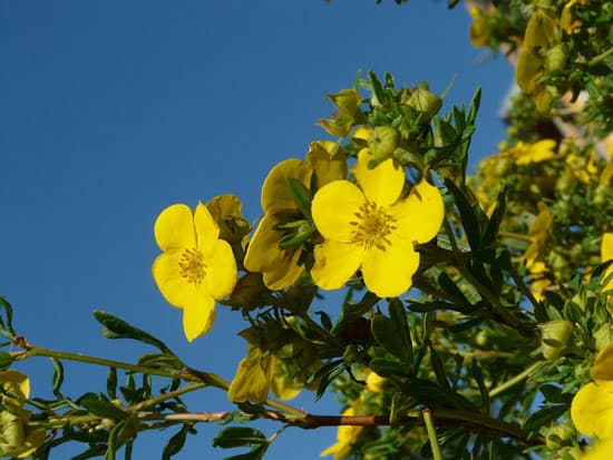 Bright and Beautiful Yellow Flowering Shrubs Bush Cinquefoil