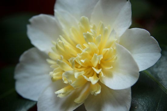 Bright and Beautiful Yellow Flowering Shrubs Camellia Nitidissima