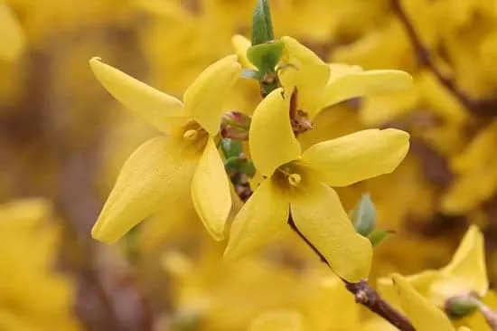 Bright and Beautiful Yellow Flowering Shrubs Forsythia x Intermedia