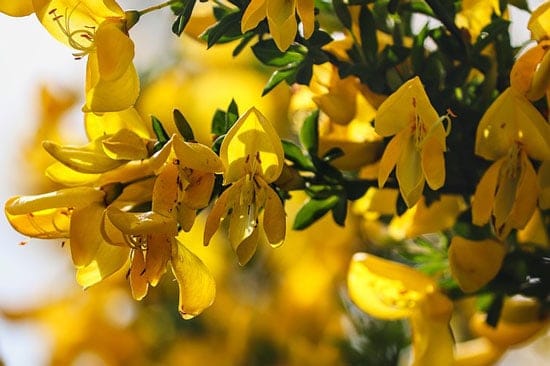 Bright and Beautiful Yellow Flowering Shrubs Genista Lydian Broom