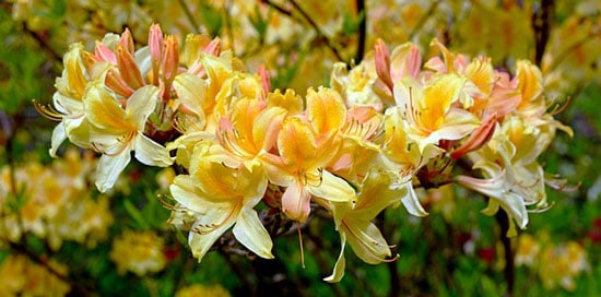 Bright and Beautiful Yellow Flowering Shrubs Golden Oriole Azalea