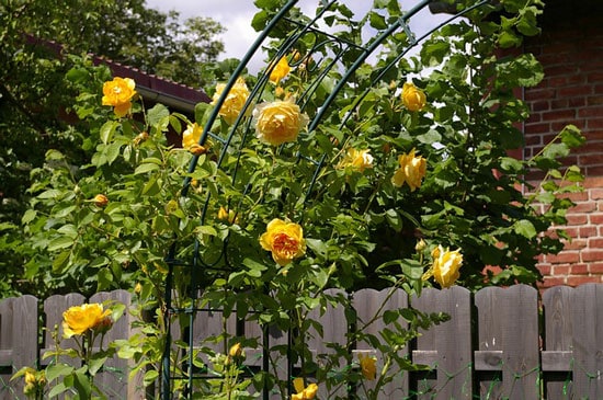 Bright and Beautiful Yellow Flowering Shrubs Yellow Roses Rosa