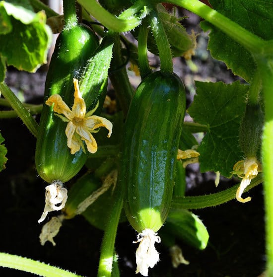 Climbing Vegetables Easy to Grow and Harvest Cucumbers