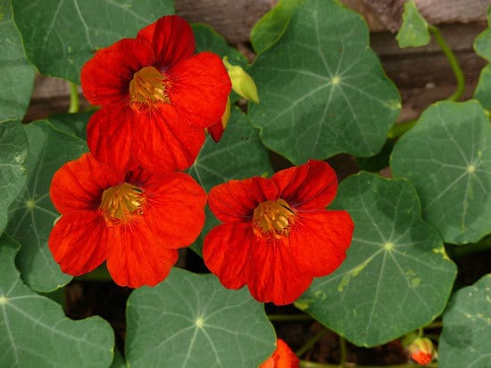 Climbing Vegetables Easy to Grow and Harvest Nasturtium
