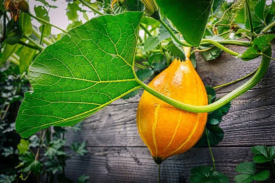 Climbing Vegetables Easy to Grow and Harvest Pumpkin