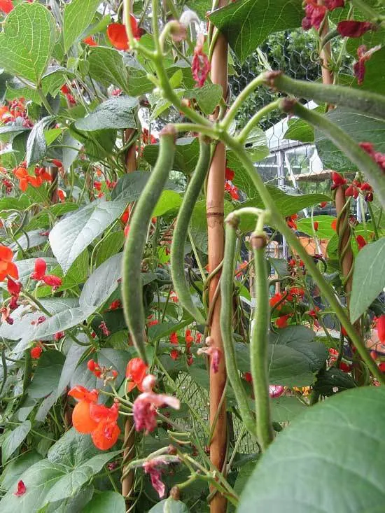 Climbing Vegetables Easy to Grow and Harvest Runner Beans