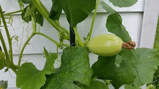 Climbing Vegetables Easy to Grow and Harvest Squash