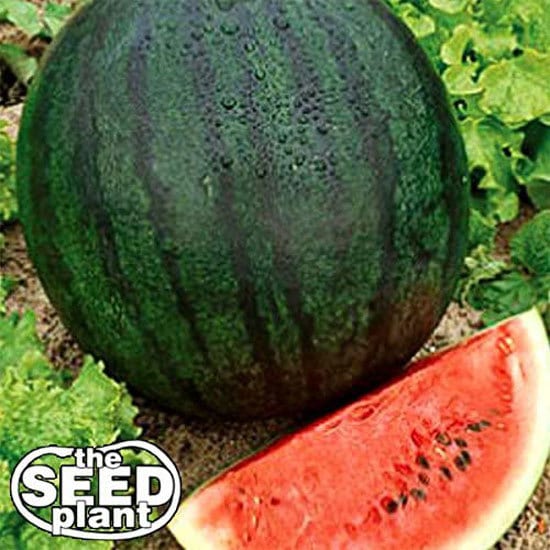How To Grow Watermelons In Container Sugar Baby Watermelon Seeds