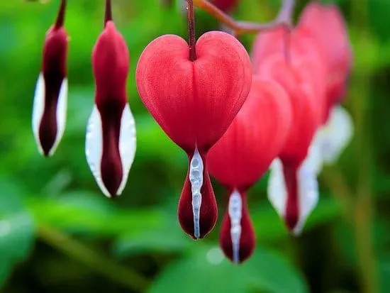 Most Beautiful Red Perennials Bleeding Heart