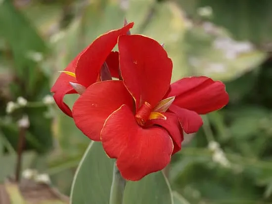 Most Beautiful Red Perennials Canna