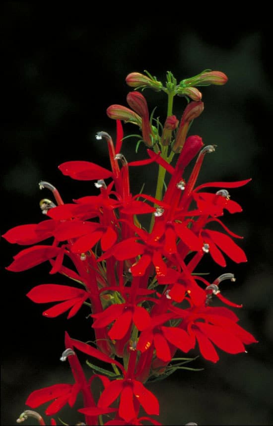 Most Beautiful Red Perennials Cardinal Flower