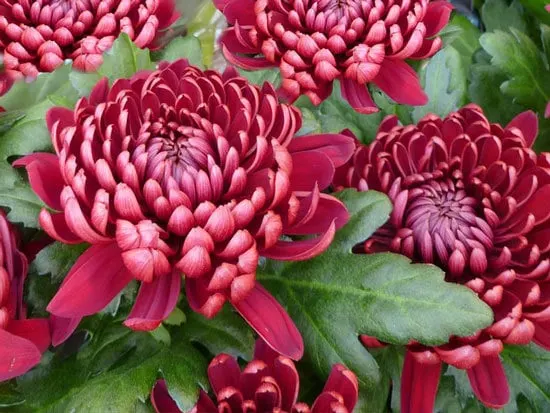 Most Beautiful Red Perennials Chrysanthemum