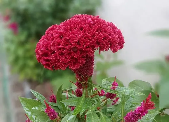 Most Beautiful Red Perennials Cockscomb