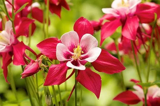 Most Beautiful Red Perennials Columbine