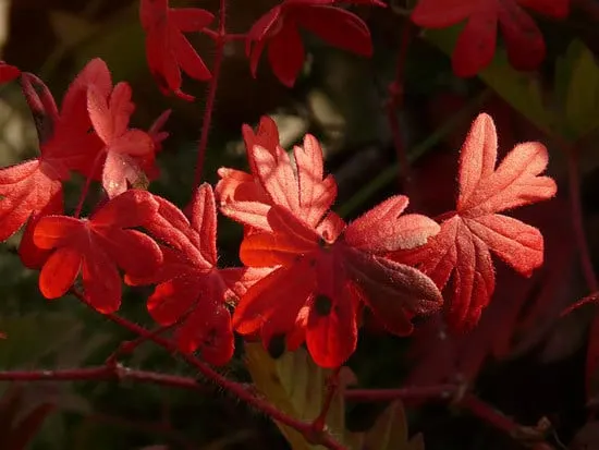 Most Beautiful Red Perennials Cranesbill