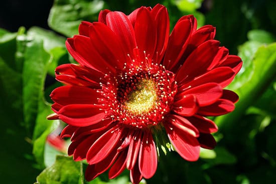 Most Beautiful Red Perennials Gerbera Daisy