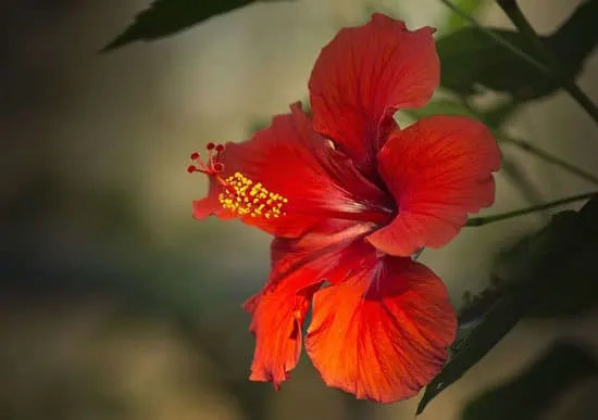 Most Beautiful Red Perennials Hibiscus