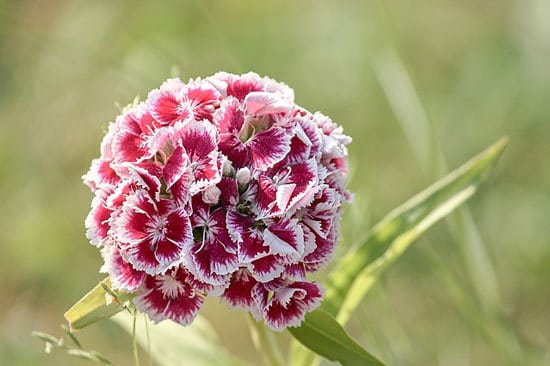 Most Beautiful Red Perennials Red Dianthus Sweet William