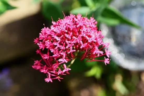 Most Beautiful Red Perennials Red Valerian