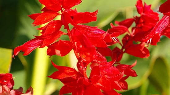 Most Beautiful Red Perennials Salvia Scarlet Sage