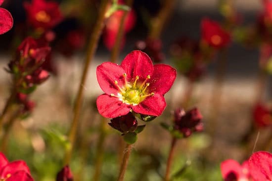 Most Beautiful Red Perennials Saxifraga Red Rockfoil