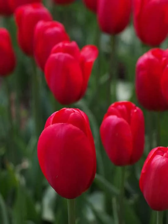 Most Beautiful Red Perennials Tulip