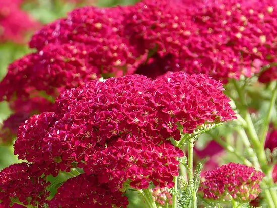Most Beautiful Red Perennials Yarrow