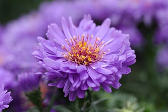 Purple Perennials Aster