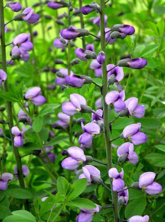 Purple Perennials Baptisia