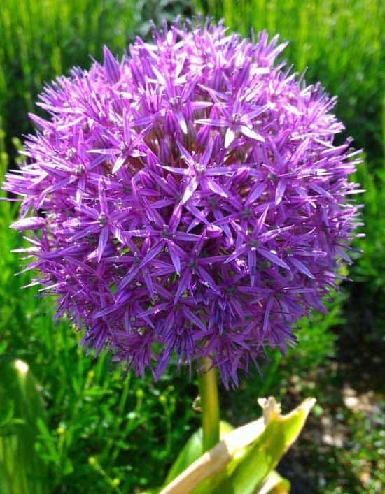 Purple Perennials Millenium Flowering Onion