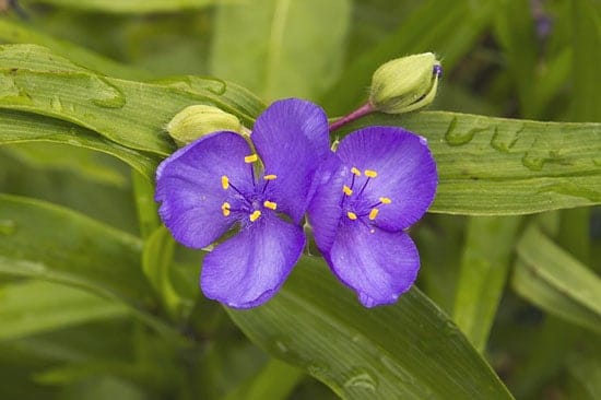Purple Perennials Tradescantia