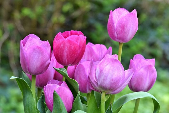 Purple Perennials Tulips