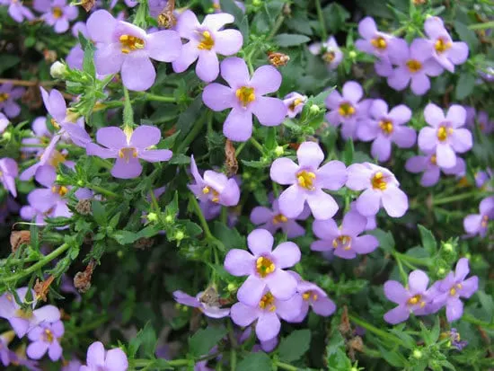 Vibrant Trailing Annual Flowers Bacopa