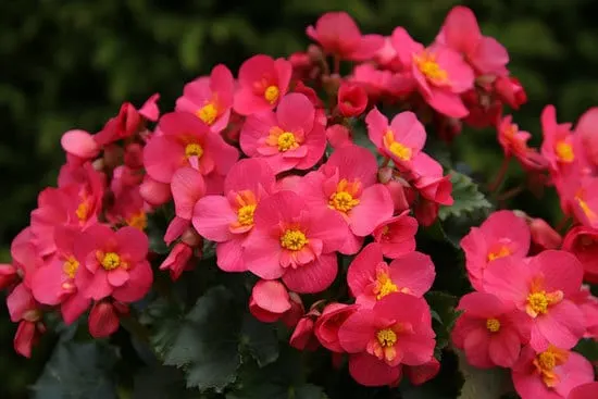 Vibrant Trailing Annual Flowers Begonia