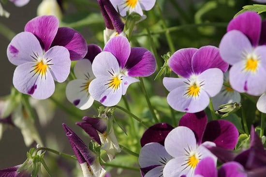 Vibrant Trailing Annual Flowers Pansy