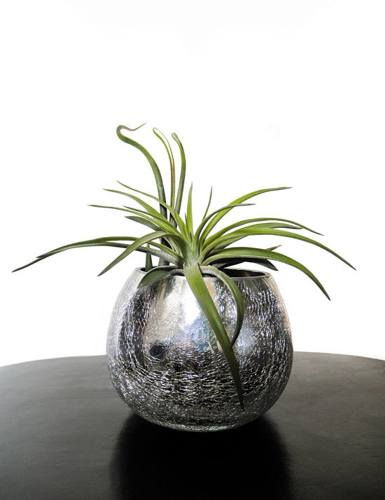 Air Plant Cutest Small Indoor Plants