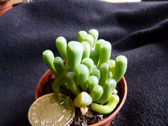 Baby Toes Cutest Small Indoor Plants
