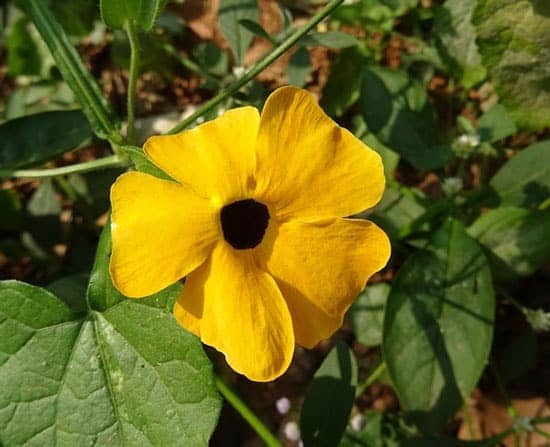 Climbing Flowers that Make Your Garden More Attractive Black Eyed Susan Vine